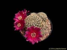 Sulcorebutia dorana HJ807 2058